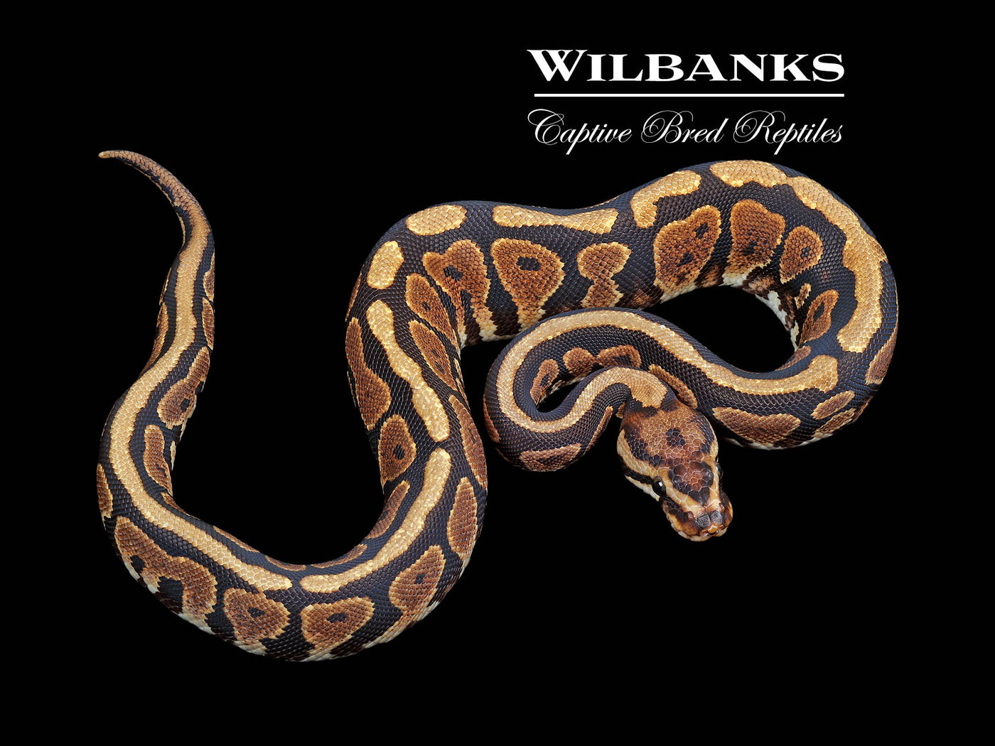 Spotnose Yellow Belly or Gravel Ball Python ♀ '24