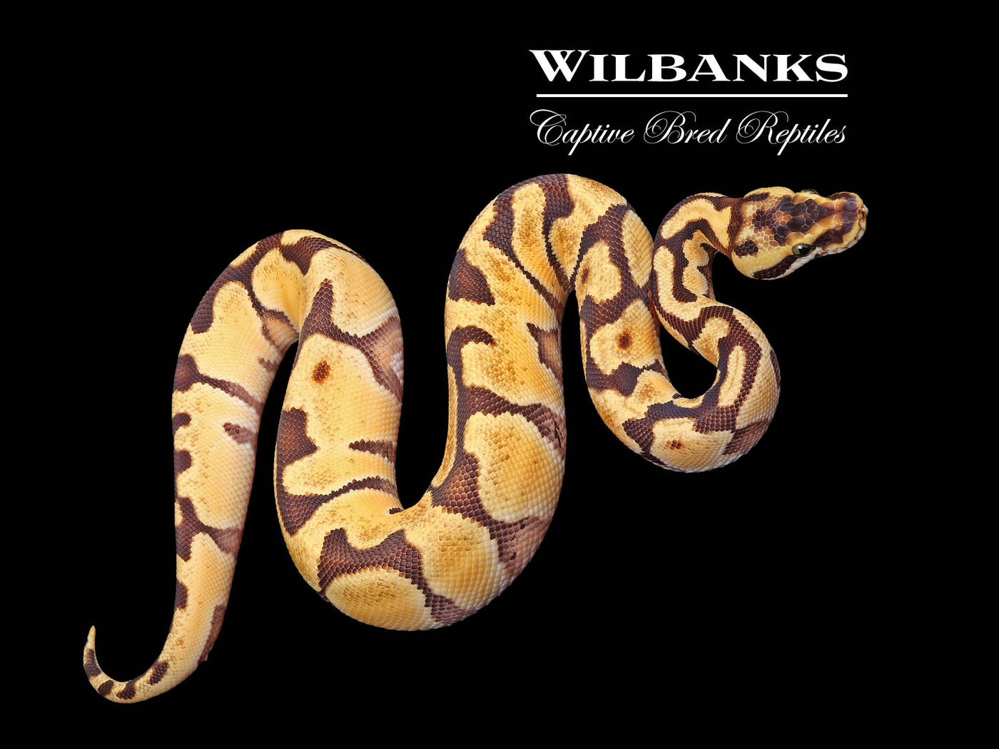 Orange Dream Super Enchi Pastel Ball Python ♀ '24
