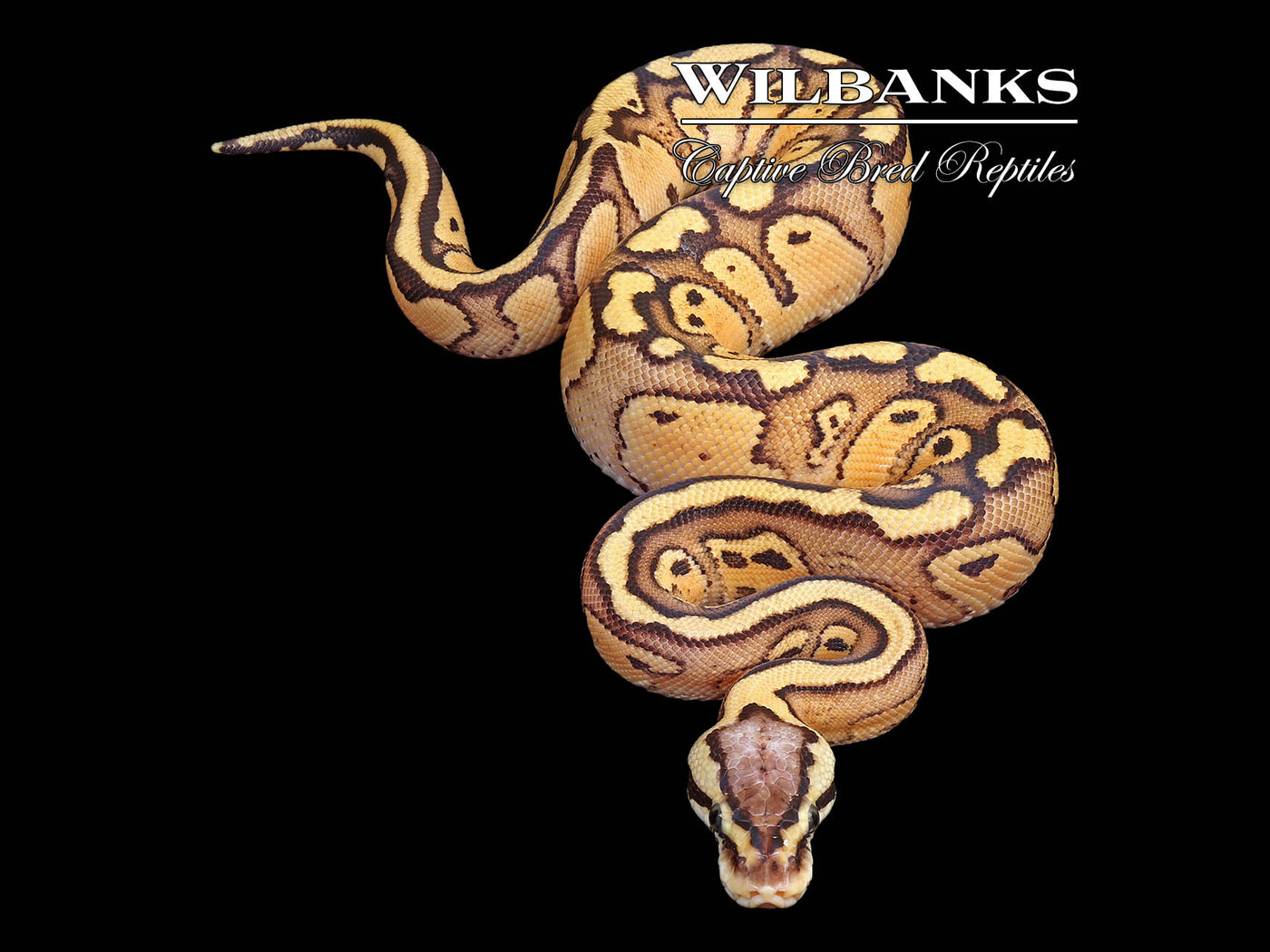 FireFly Red Stripe 100% Het. Clown Ball Python ♀ '25