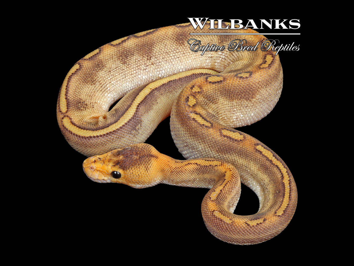 Champagne 100% Het. Lavender Ball Python ♀ '25