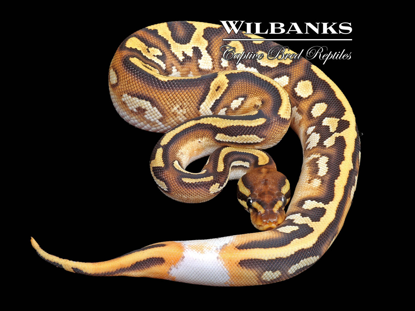 Ringer Orange Dream Mojave Yellow Belly 100% Het. Pied Ball Python ♀ '25