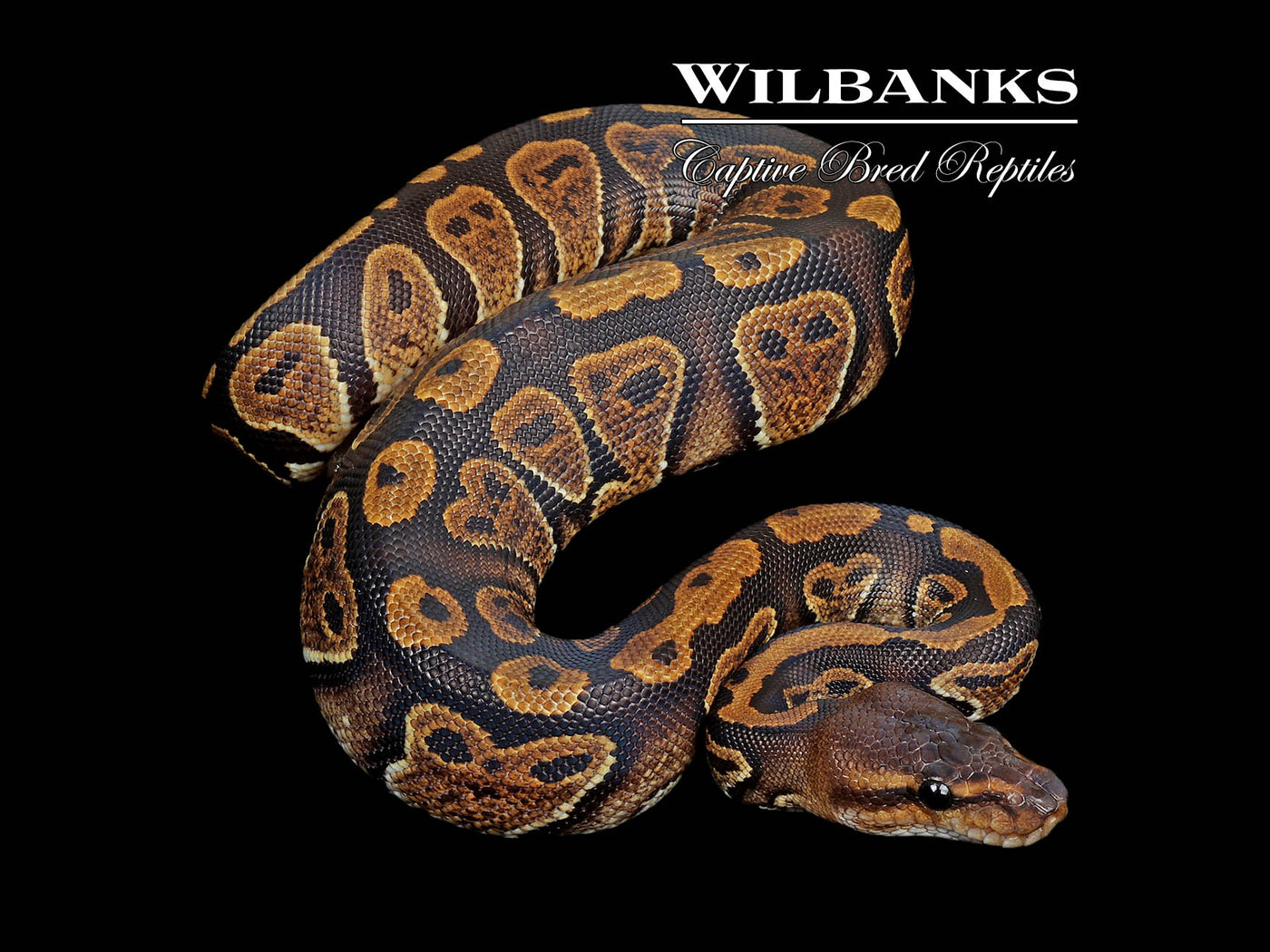 Mahogany Ball Python ♀ '25