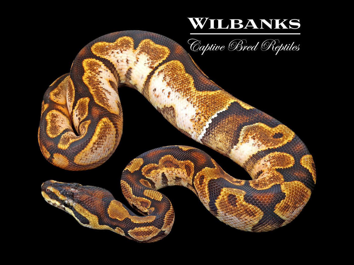 Sugar Ball Python ♂ '25