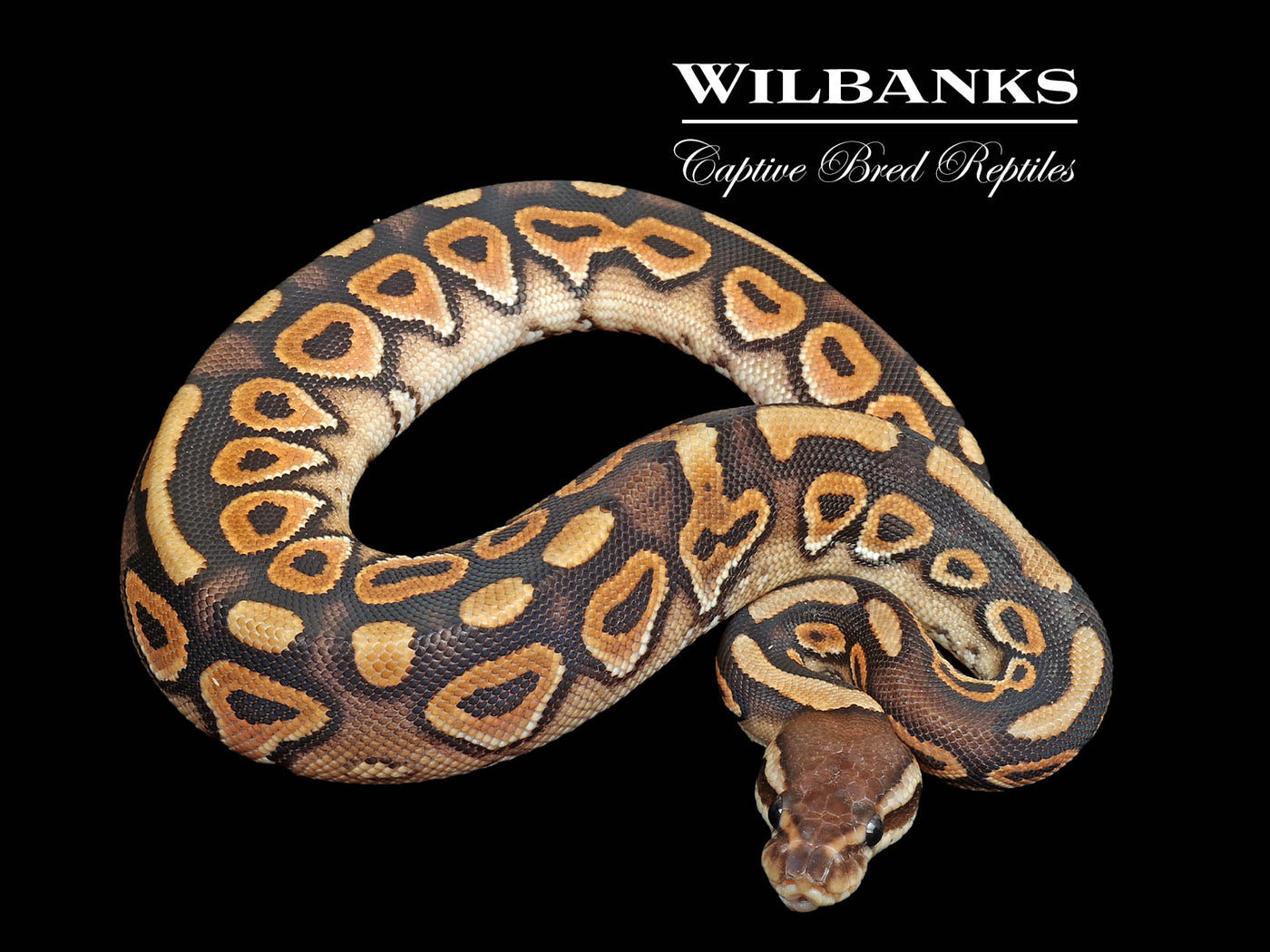 Cinnamon 100% DH Lavender Clown Ball Python ♀ '25