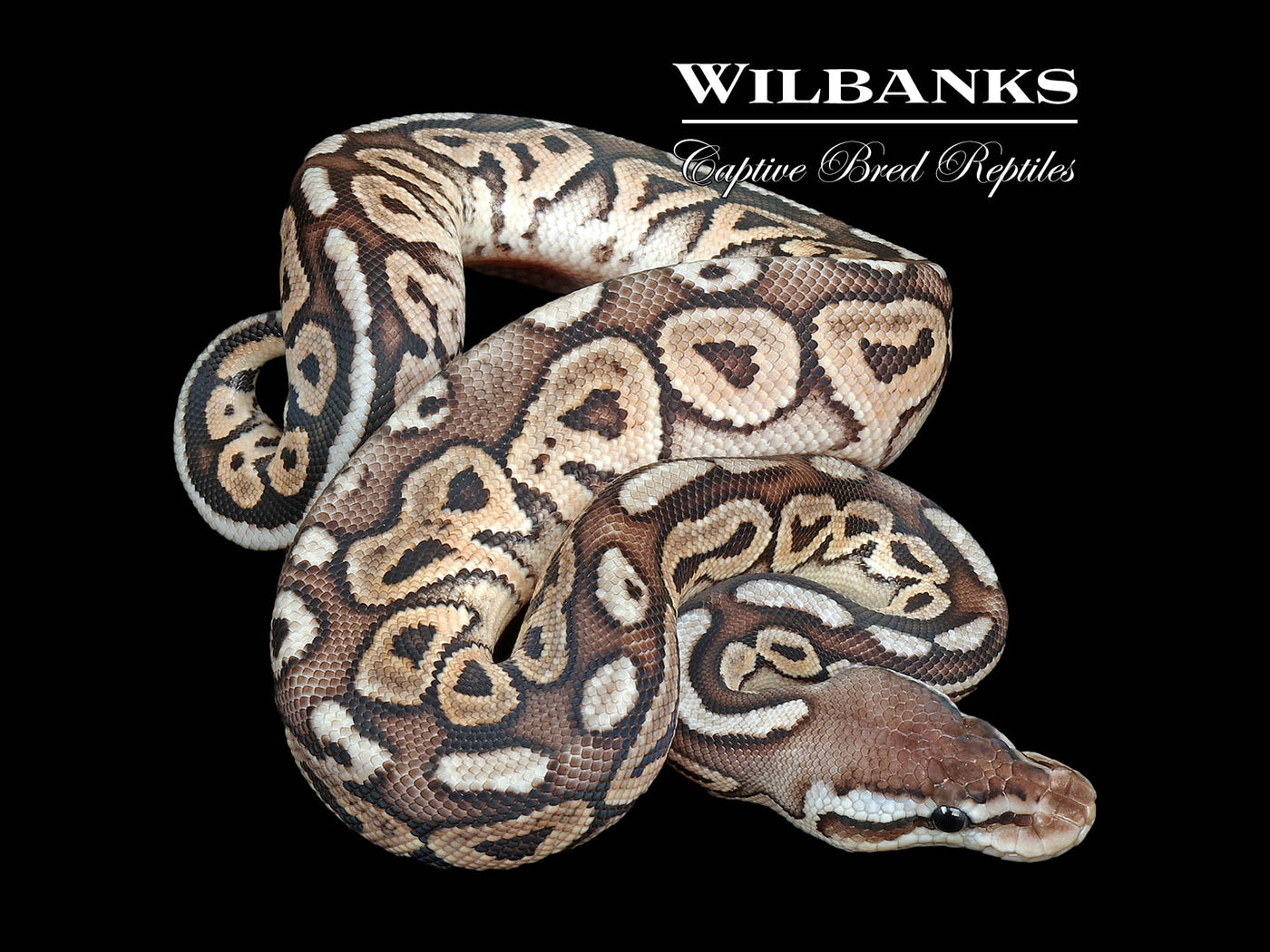 Pewter Ball Python ♀ '25