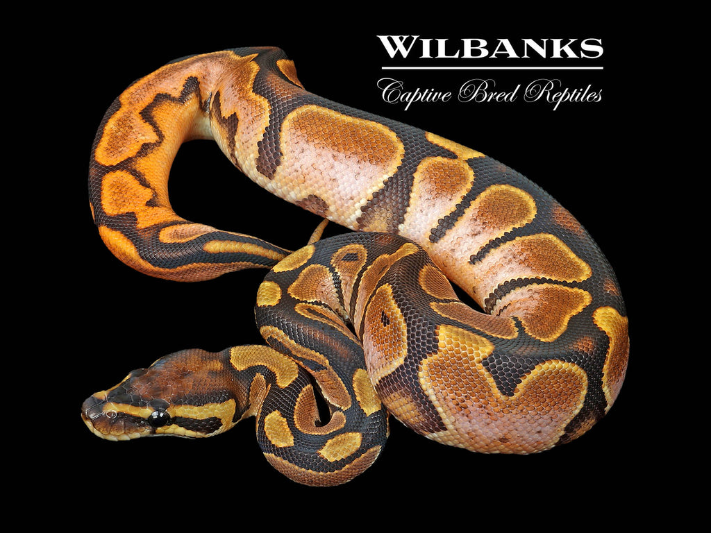 Sugar 100% Het. Hypo Ball Python ♀ '25 – Wilbanks Captive