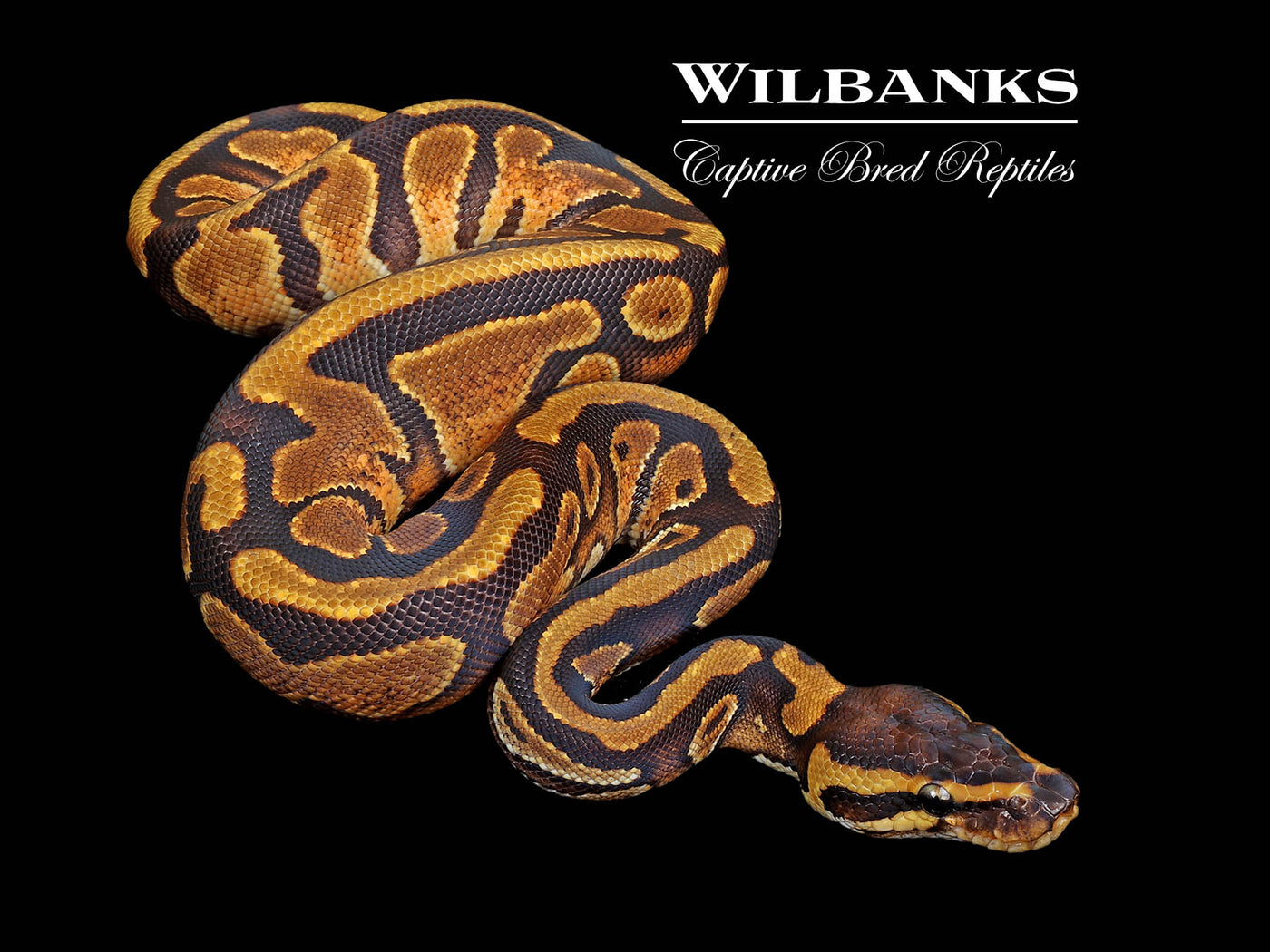 Enchi Mahogany Ball Python ♂ '25