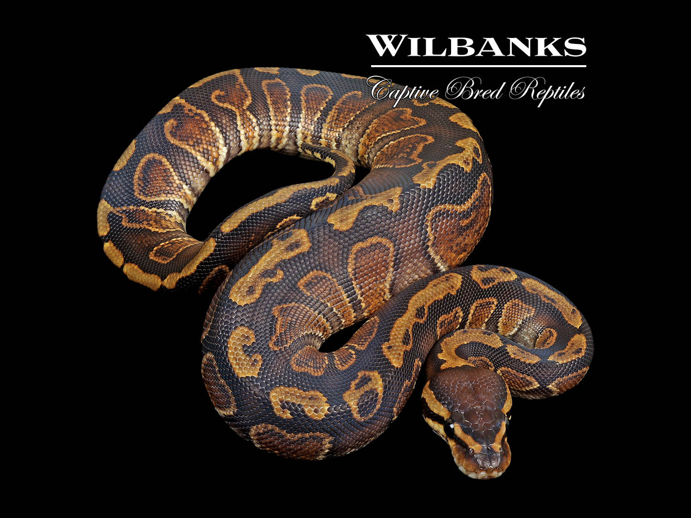 GHI Mahogany 100% Het. Clown Ball Python ♀ '25