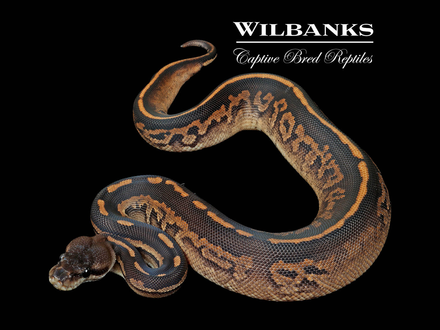 Cinnamon Mahogany Ball Python ♀ '25