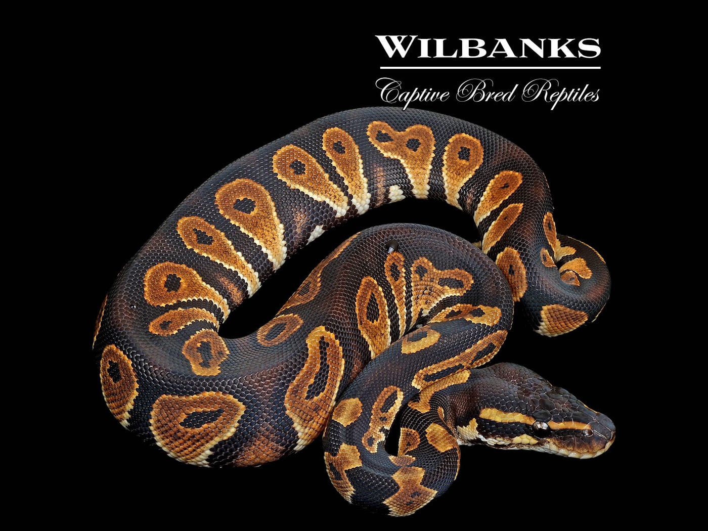 Blackhead Ball Python ♀ '25