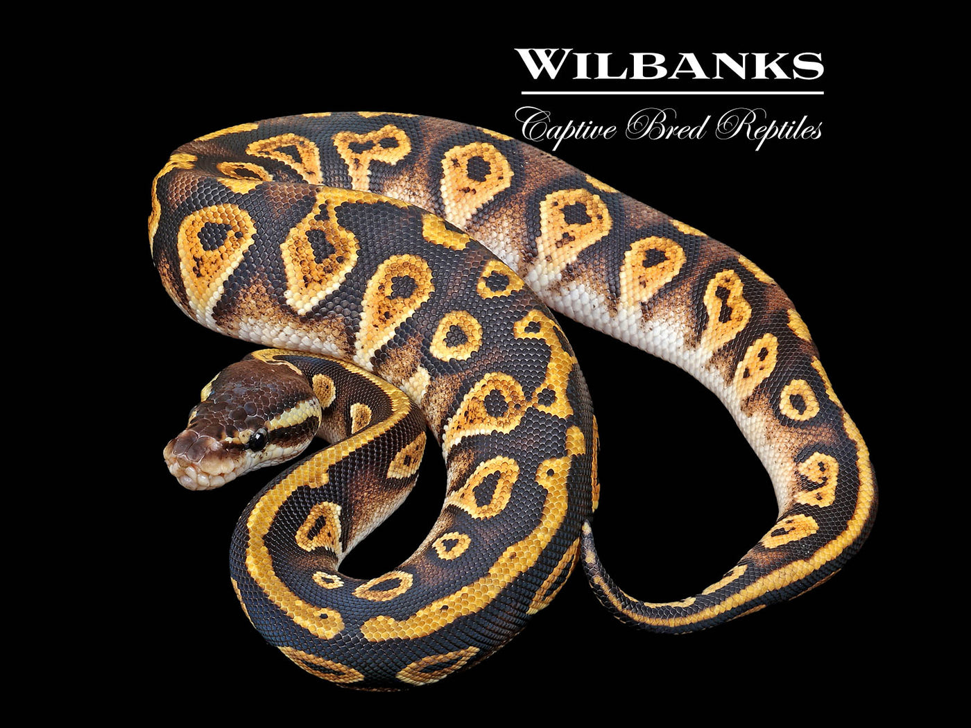 Pastel Blackhead Ball Python ♀ '25