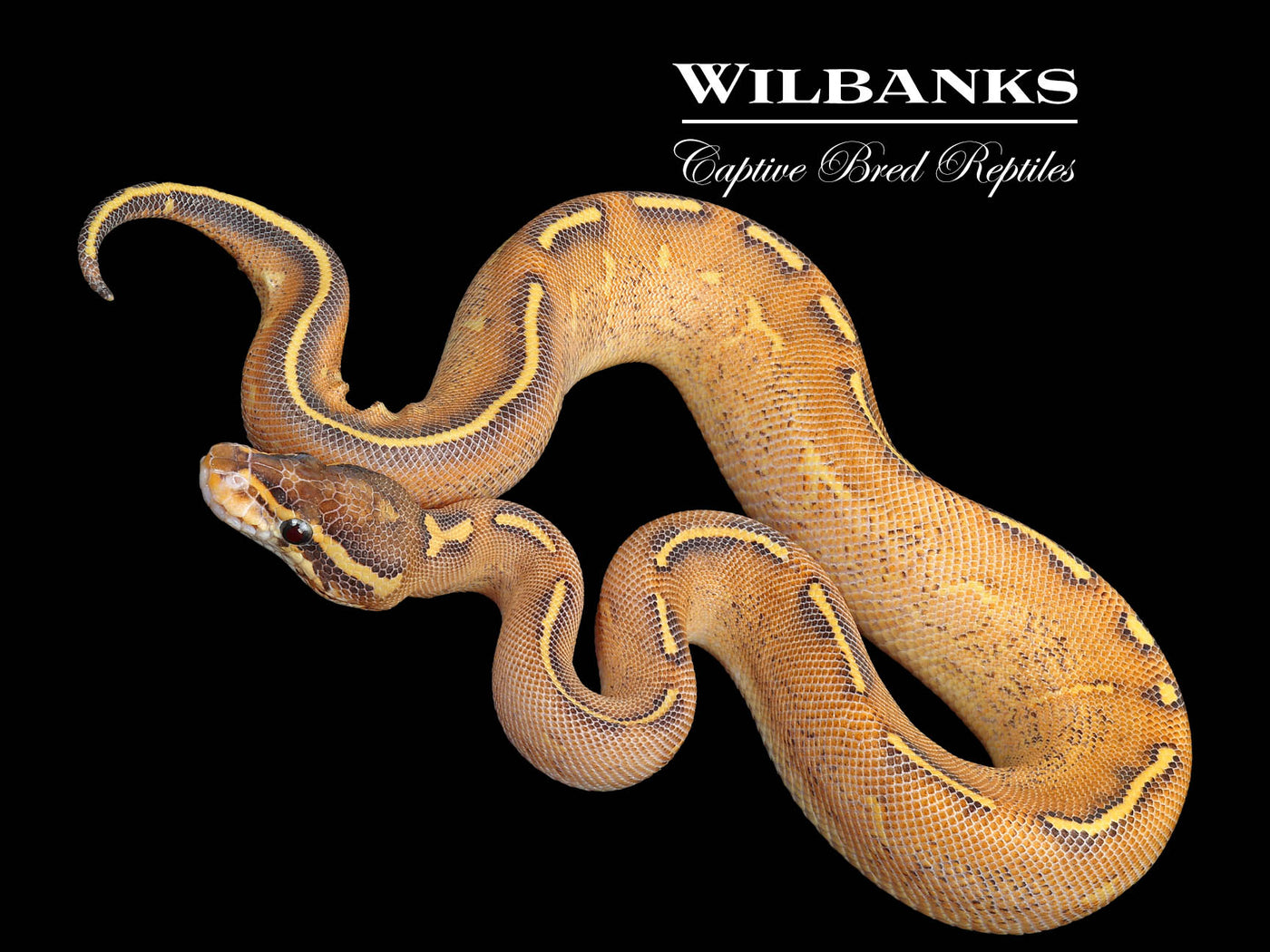 Highway Ball Python ♀ '25