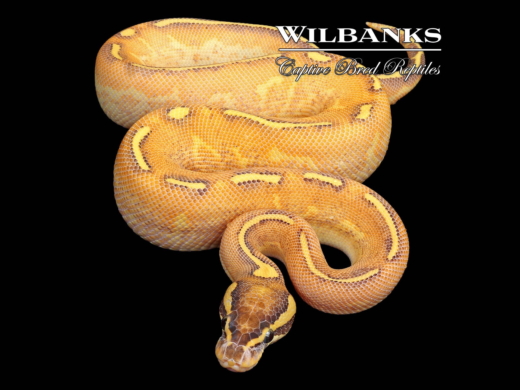 Hightway Ball Python Enchi Highway Ball Python ♂ '25 – Wilbanks Captive Bred Reptiles