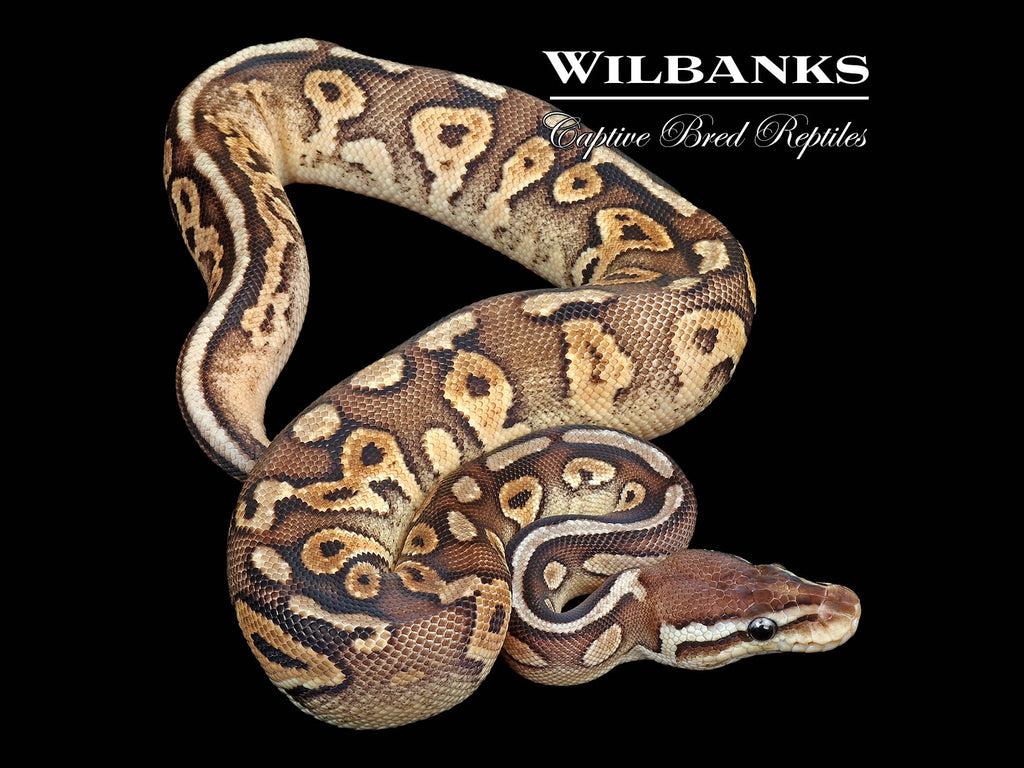 Pewter 100% DH Clown Pied Ball Python ♀ '25 – Wilbanks