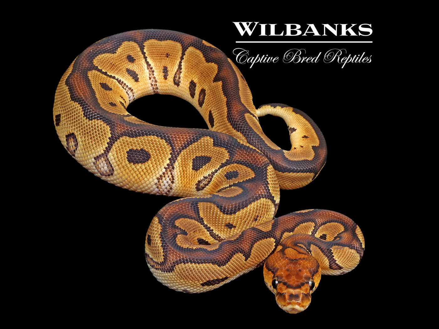 Clown Ball Python ♀ '25