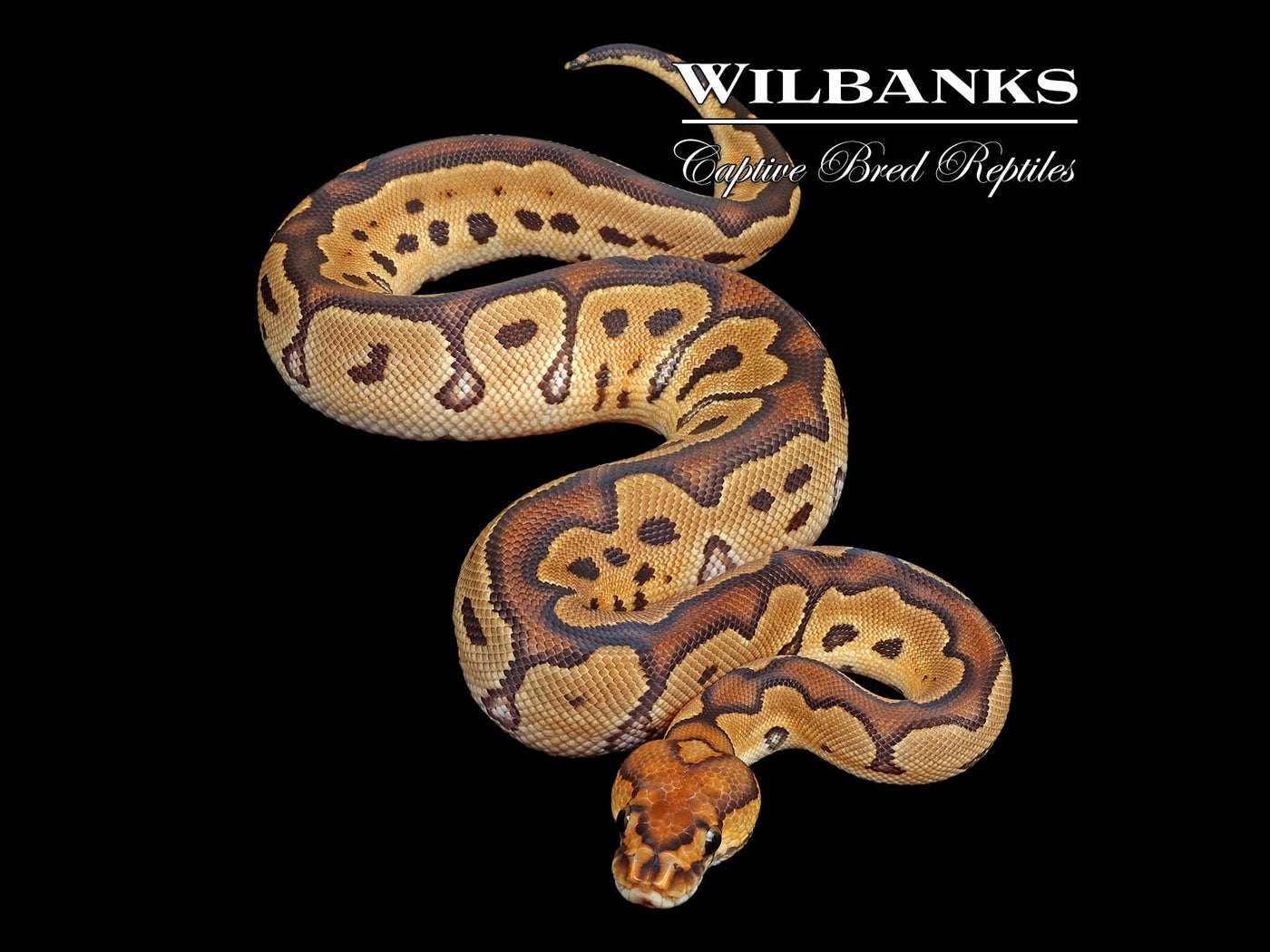 Clown Ball Python ♀ '25