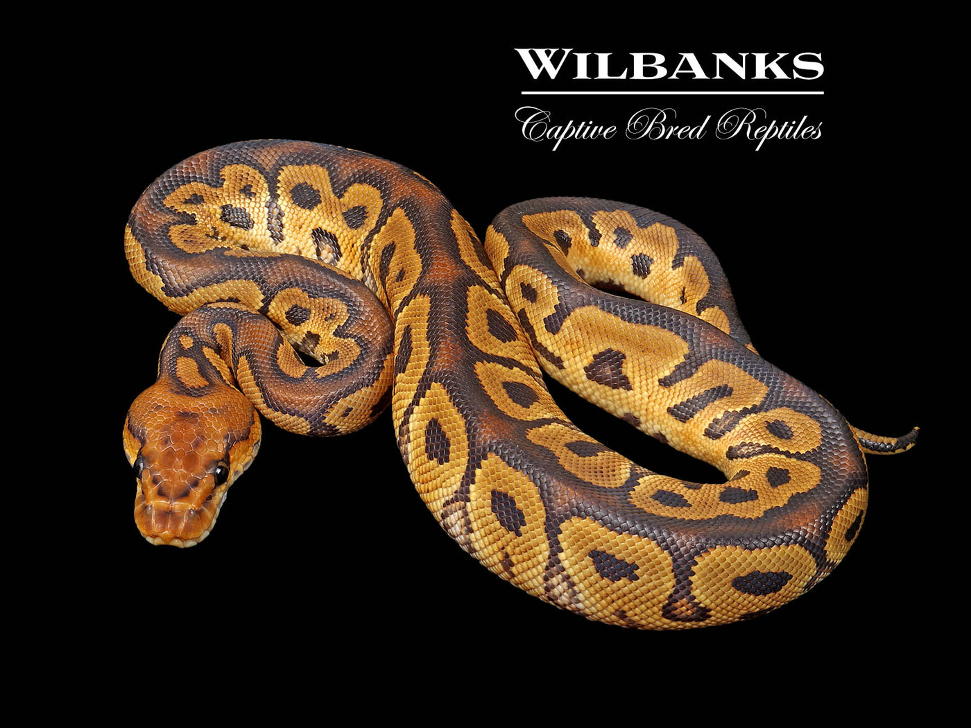 Clown Ball Python ♀ '25