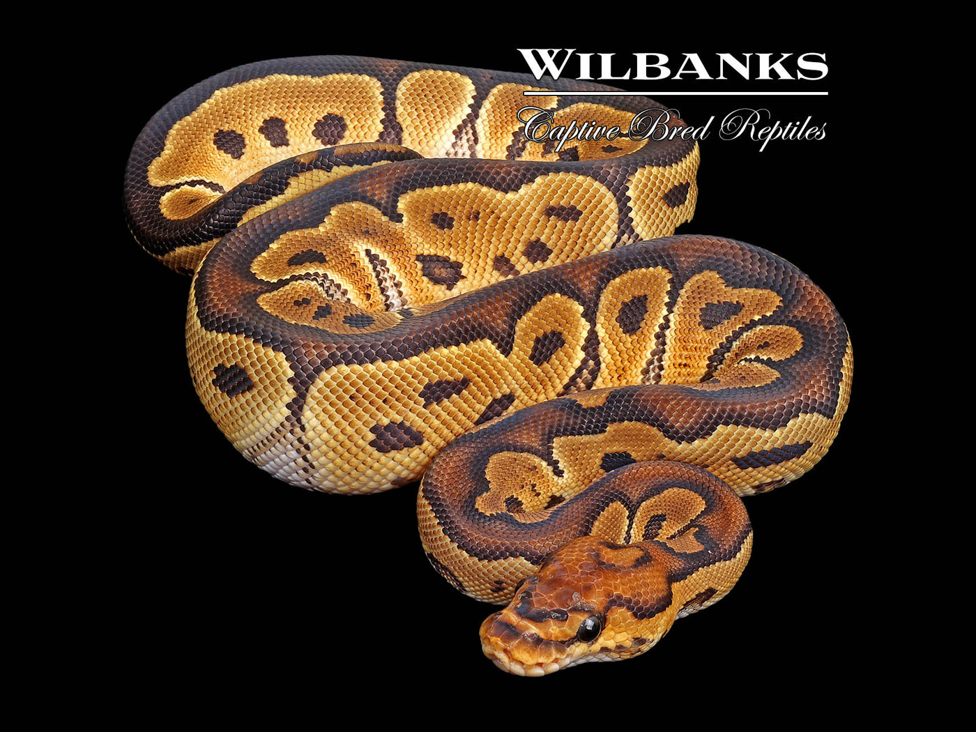 Clown Ball Python ♀ '25