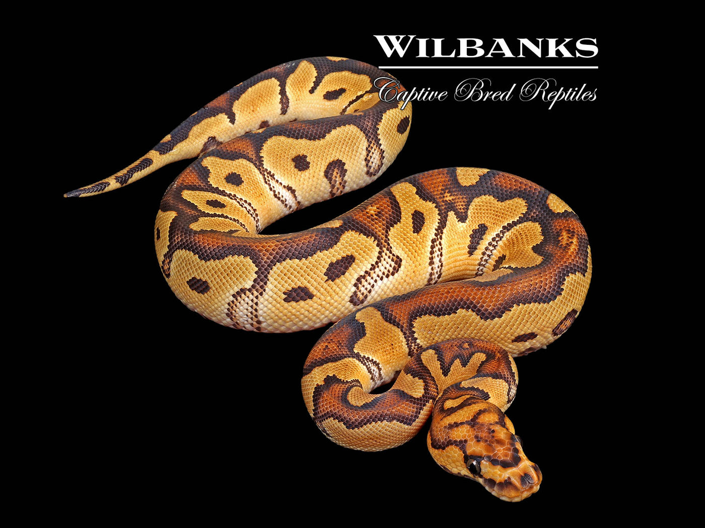 Clown Ball Python ♀ '25