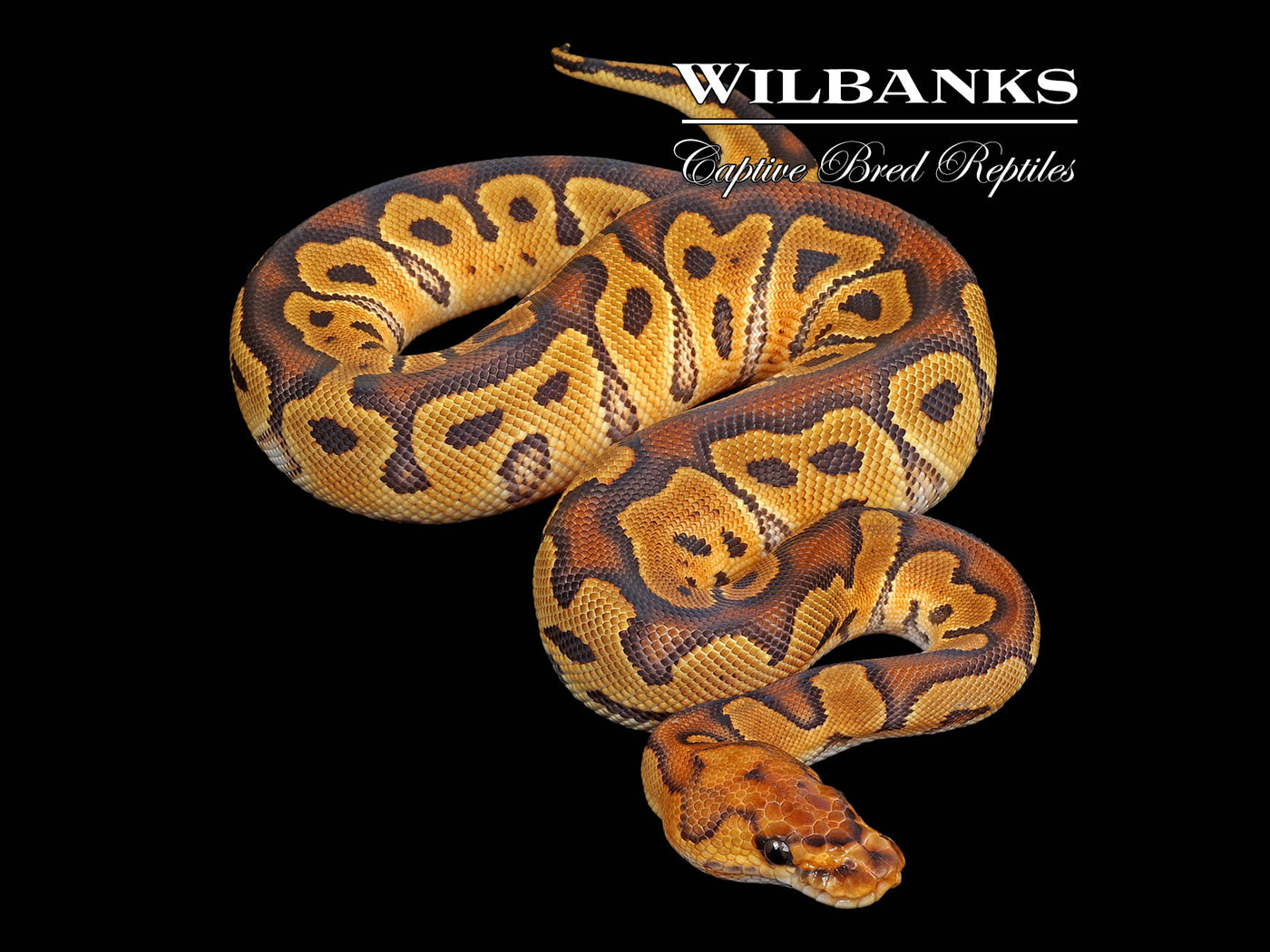 Clown Ball Python ♀ '25