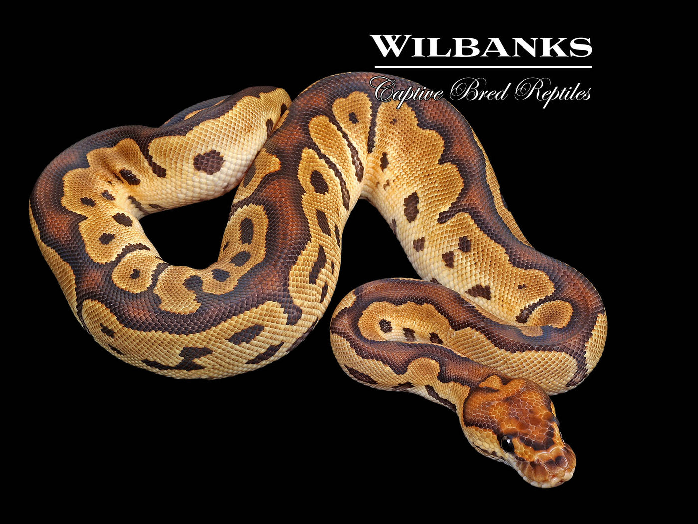 Clown Ball Python ♀ '25