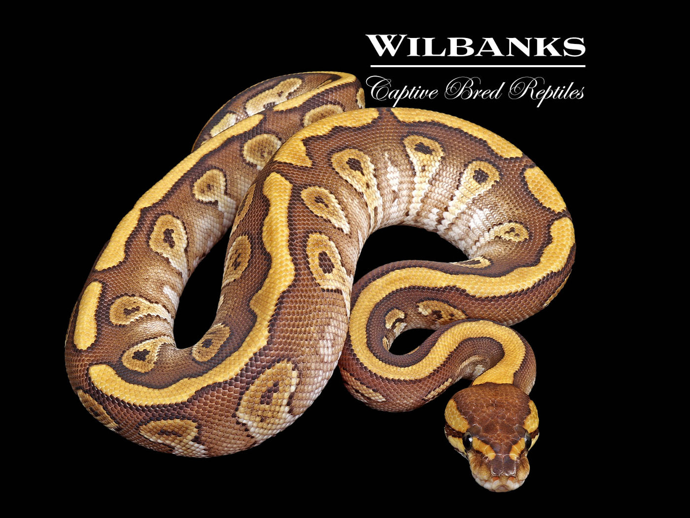 Red Stripe Mojave 100% Het. Clown Ball Python ♀ '25
