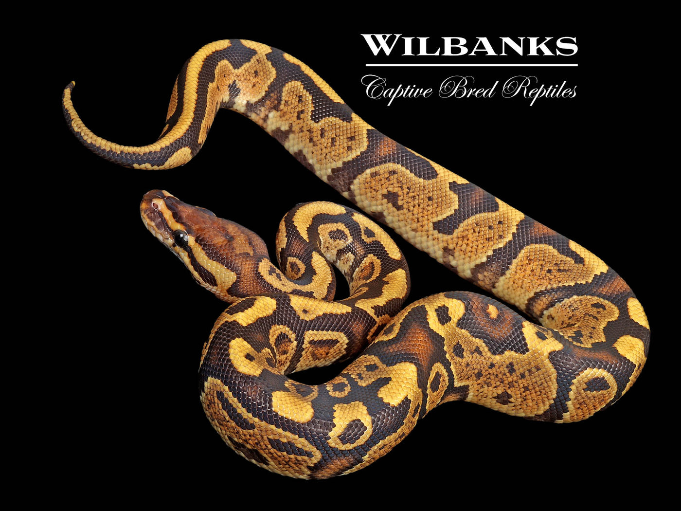 Granite Fire 100% Het. Clown Ball Python ♂ '25