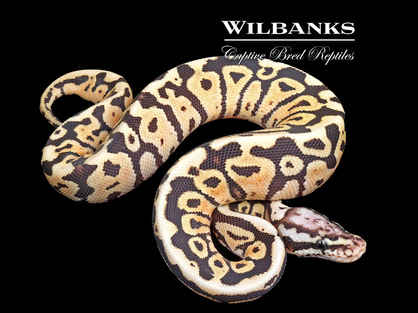Pastel Spotnose Vanilla or Disco Ball Python ♂ '25