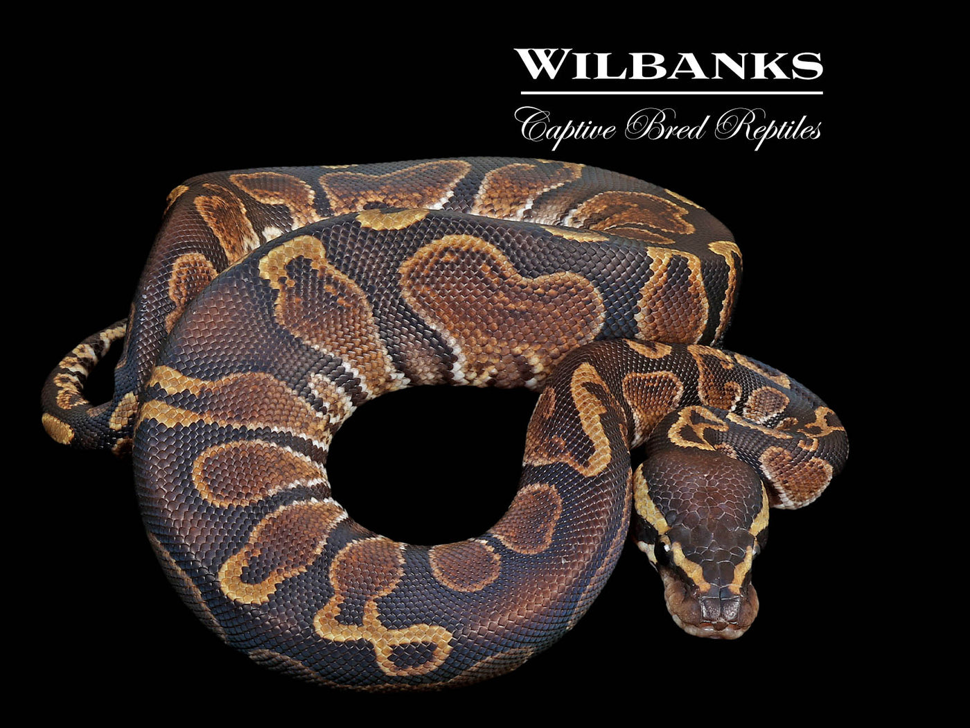 GHI Ball Python ♂ '25