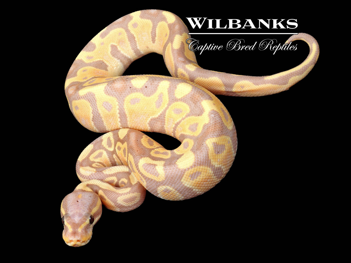 Banana Ball Python ♂ '25