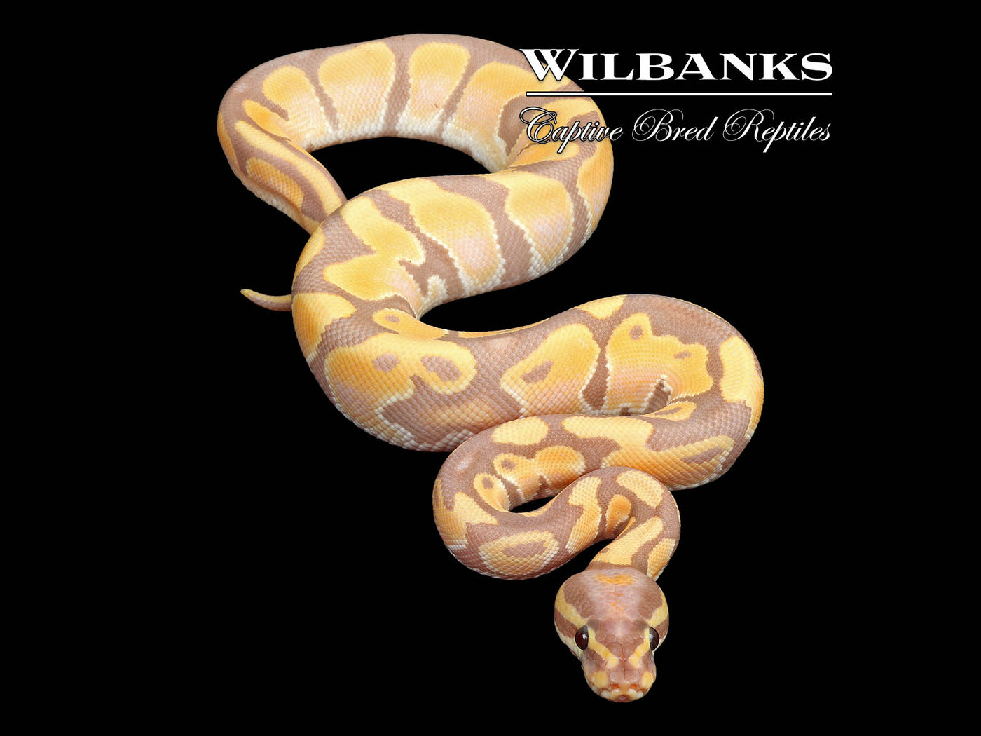 Banana Orange Dream Ball Python ♂ '25