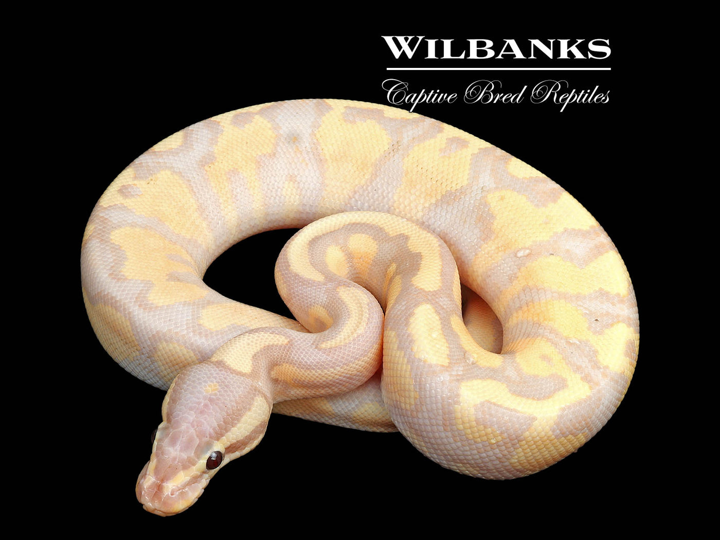 Banana Fire Yellow Belly Ball Python ♂ '25