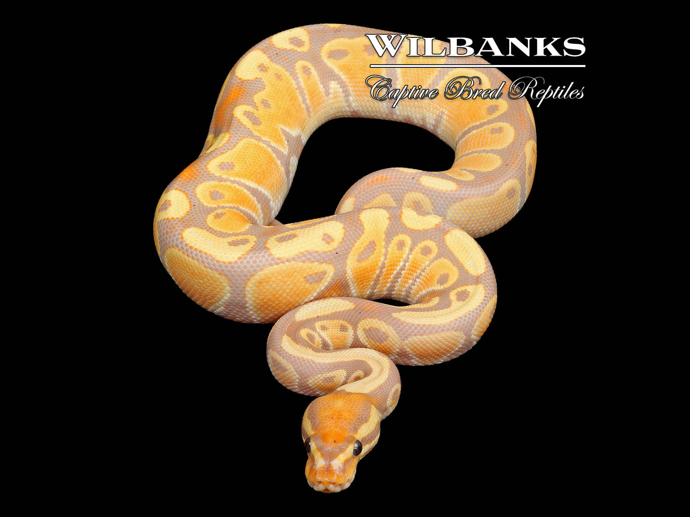 Banana 100% Het. Clown Ball Python ♀ '25