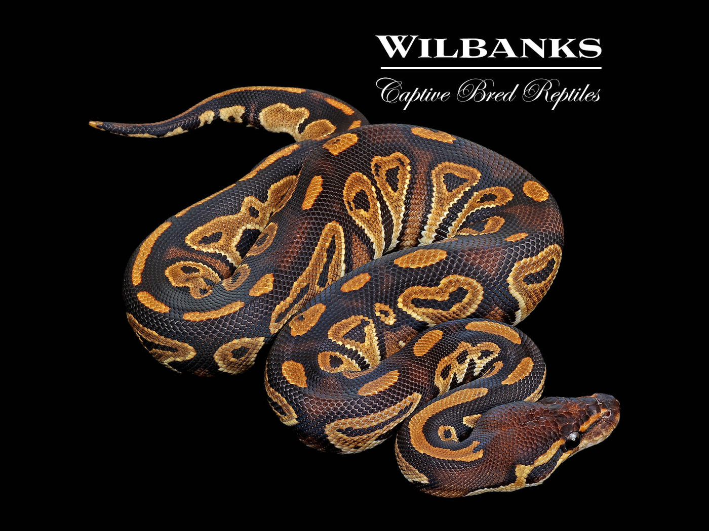 Blackhead 100% Het. Lavender Albino Ball Python ♀ '25