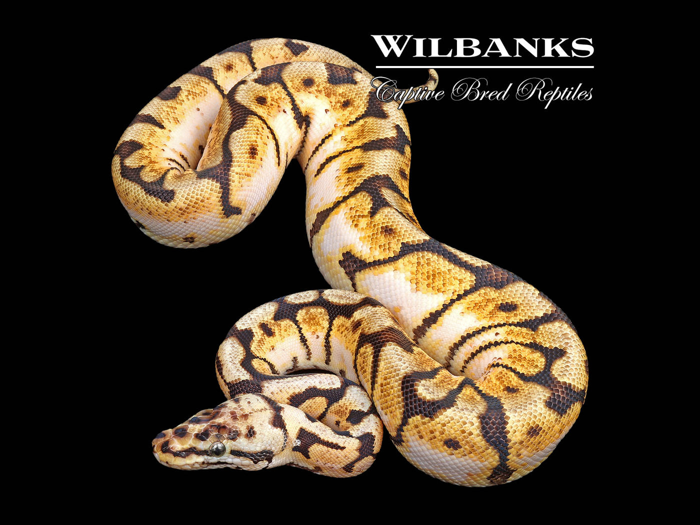 Bumble Bee Ball Python ♀ '25