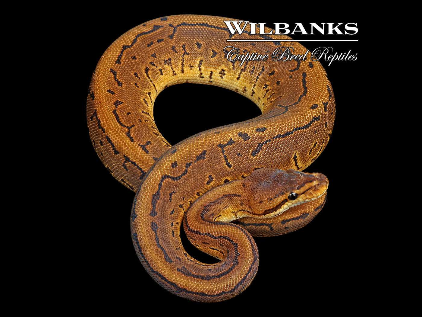 Leopard Pinstripe Ball Python ♀ '25
