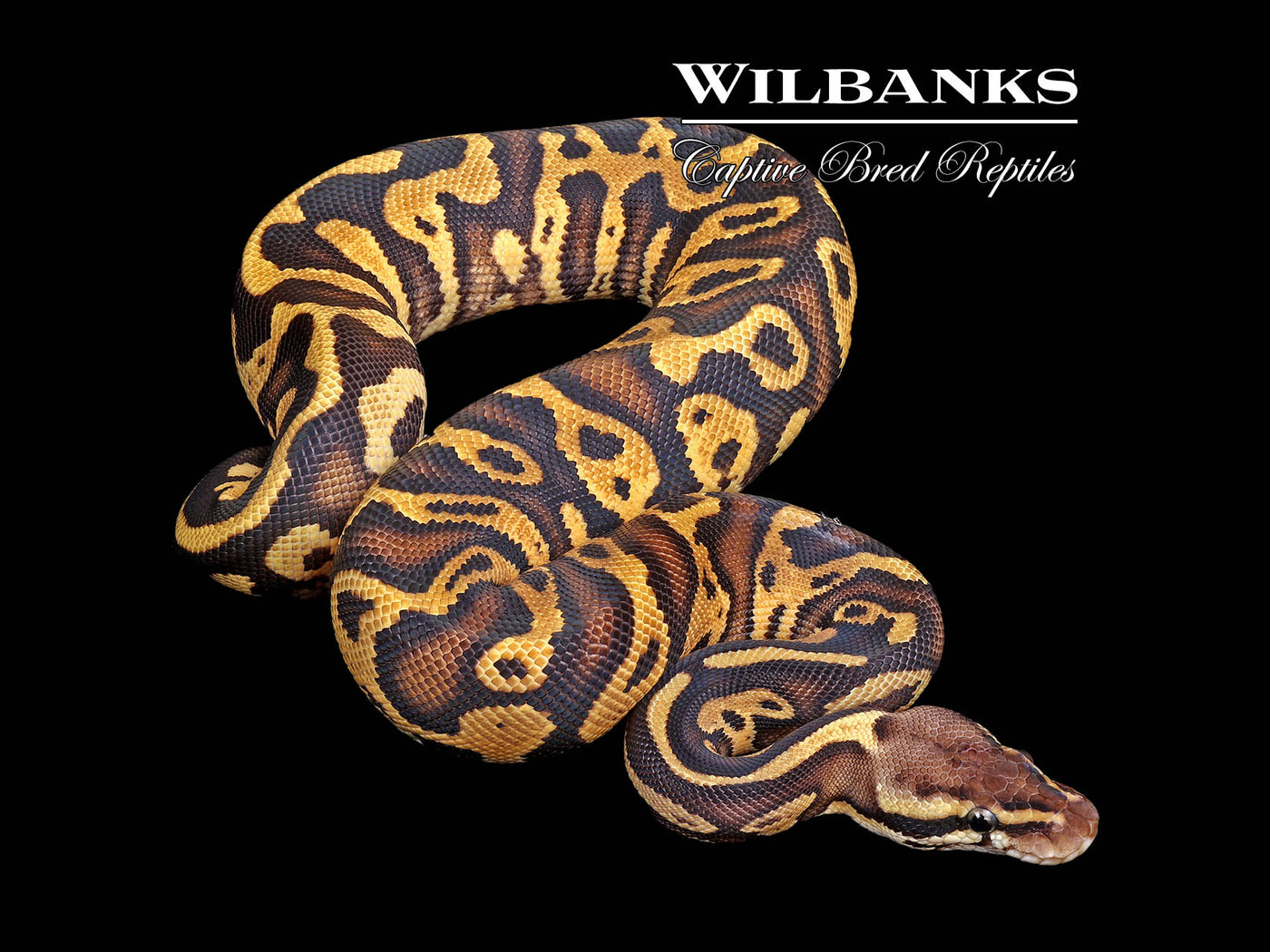 Pastel Leopard Gravel Ball Python ♀ '25