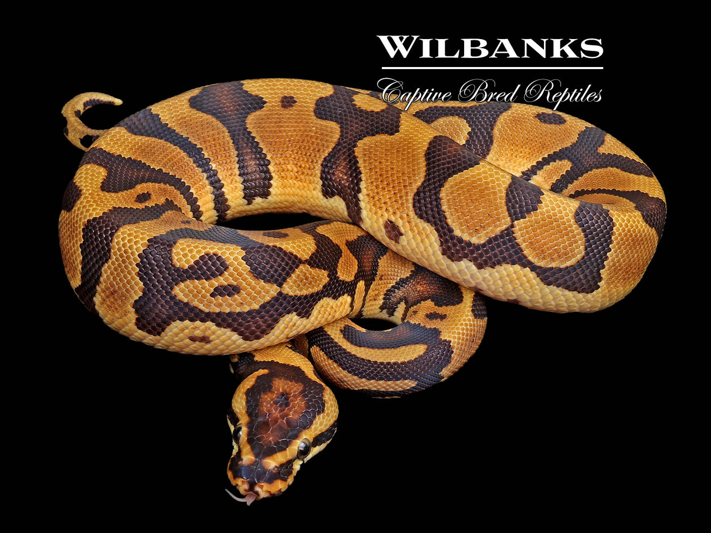 Acid Enchi 100% Het. Clown Ball Python ♂ '25