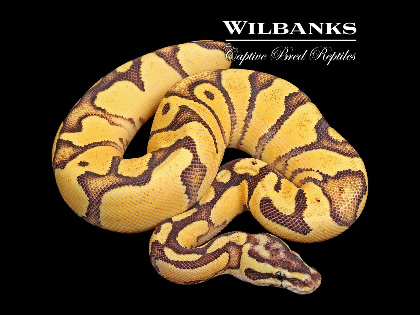 FireFly Enchi Ball Python ♀ '25