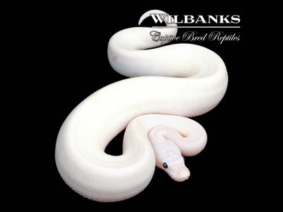 Super Fire Ball Python ♂ '25