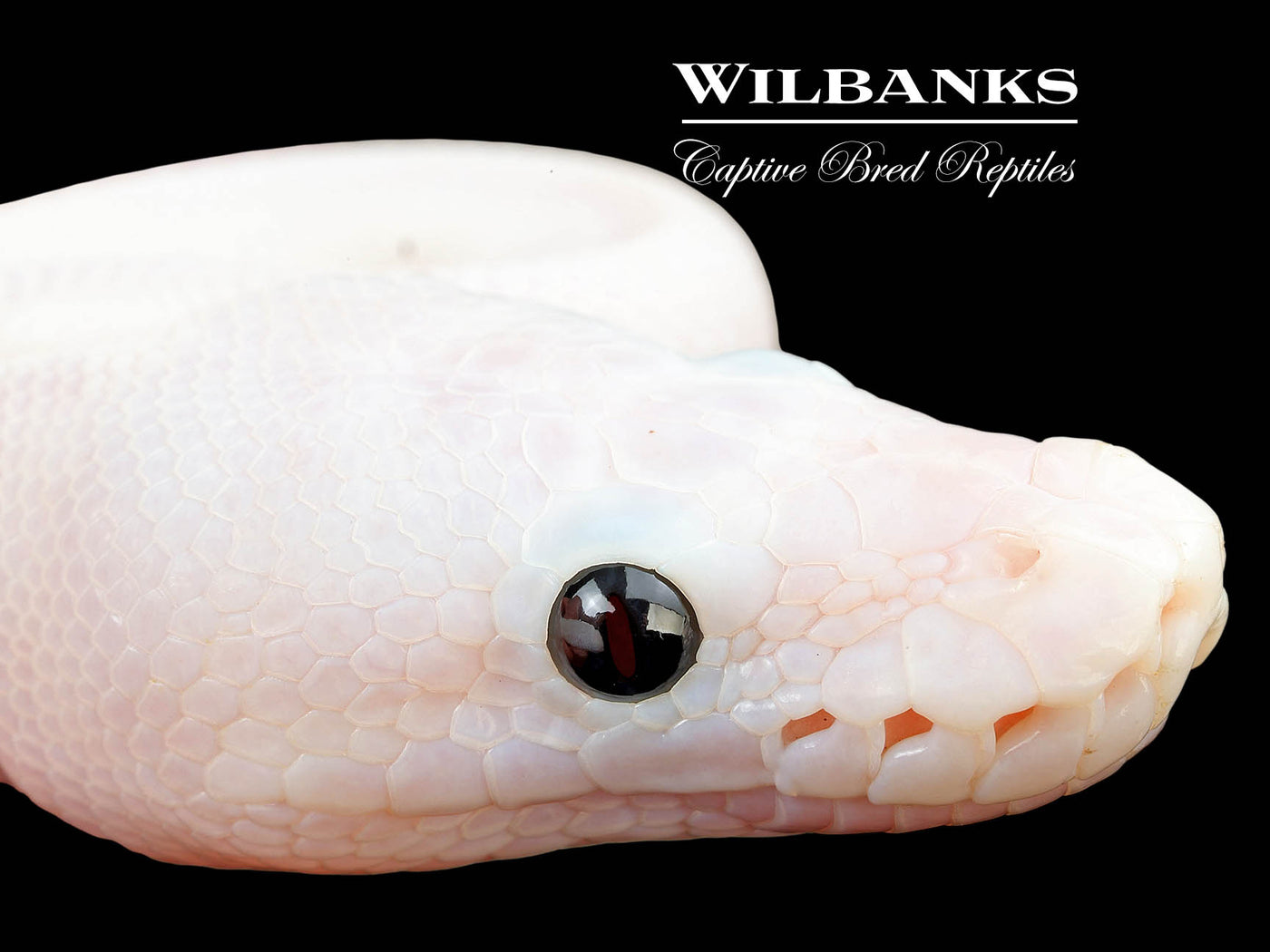 Super Fire Ball Python ♂ '25