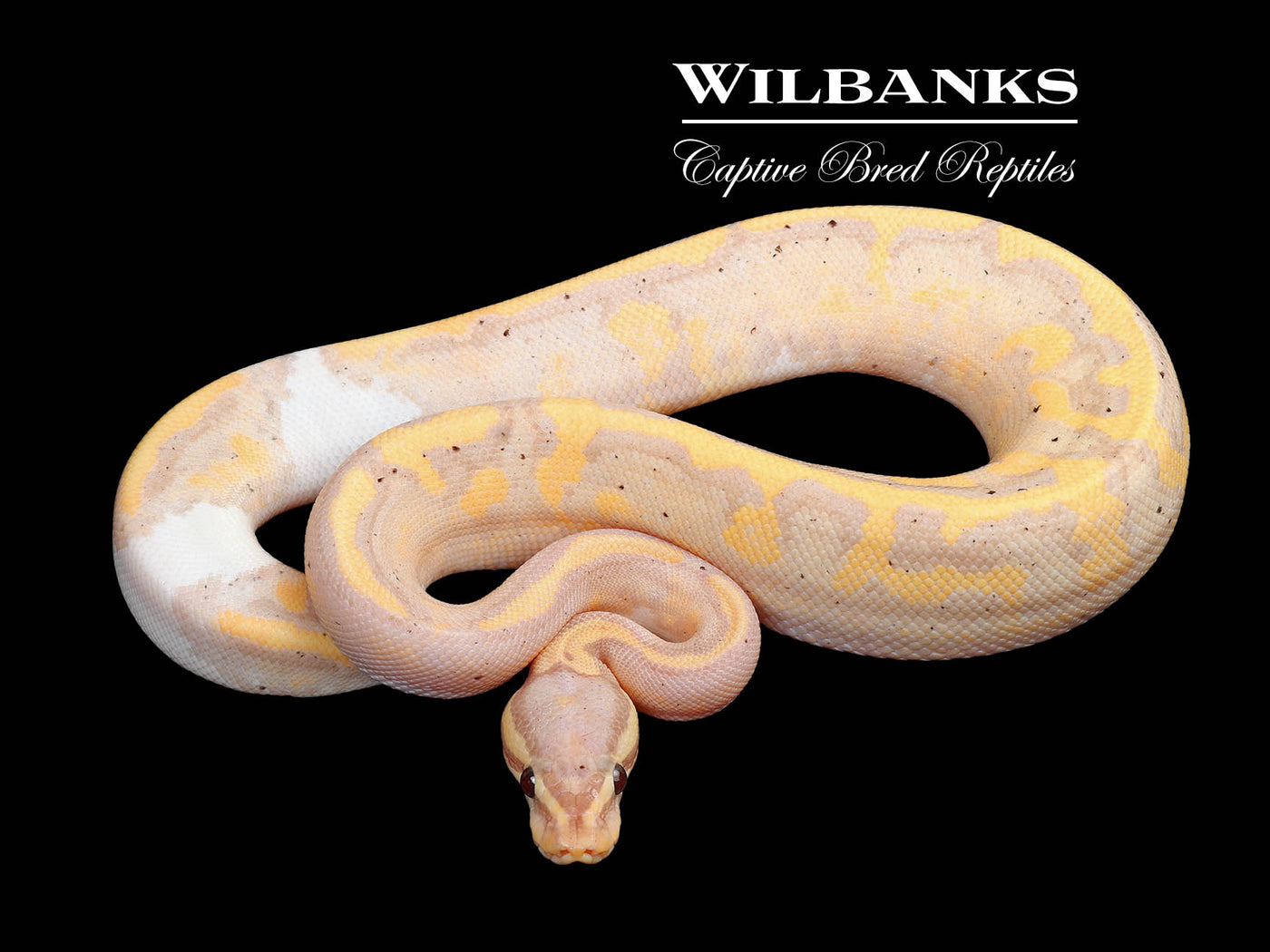 Banana Pied Ball Python ♀ '24