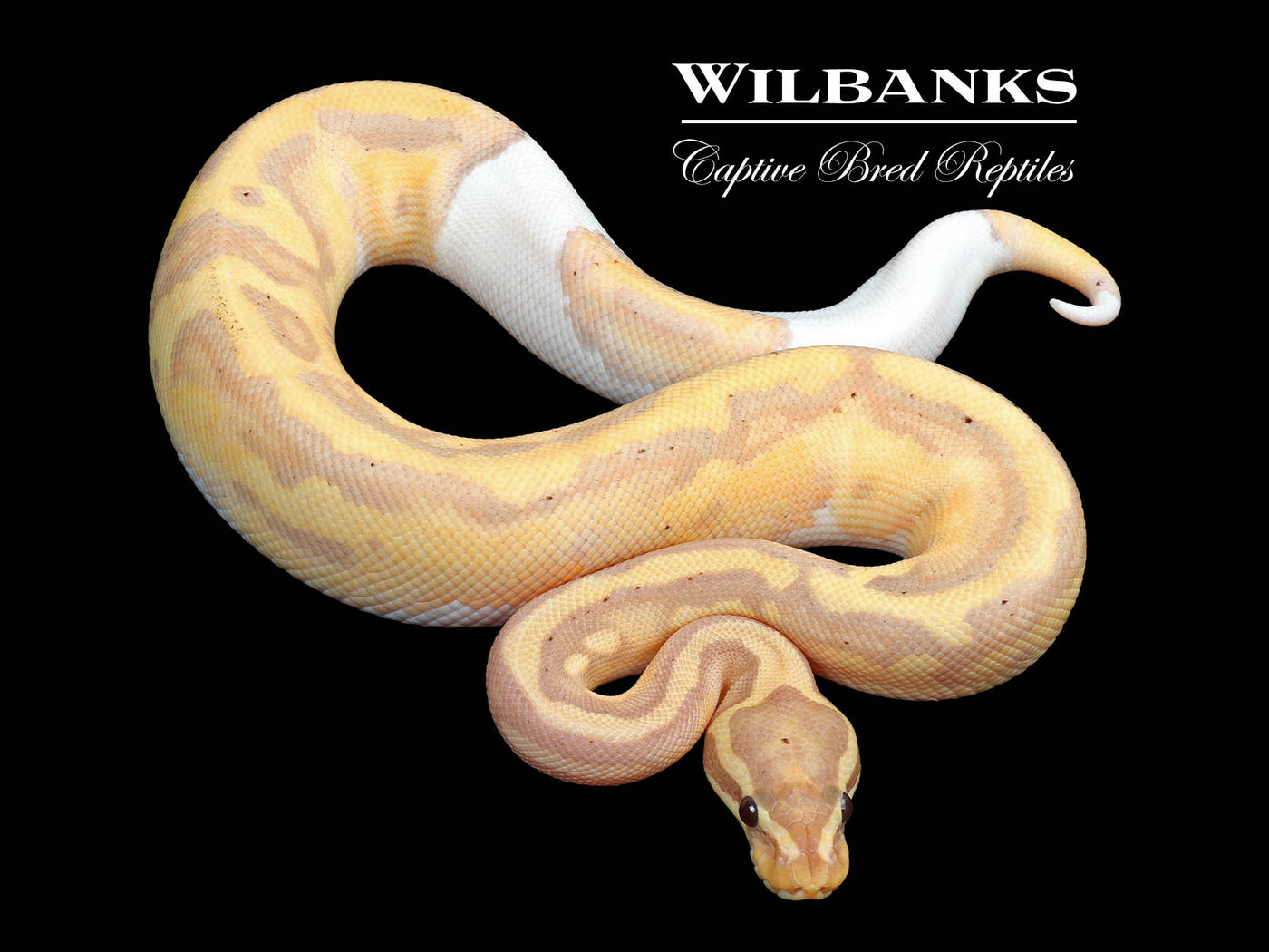 Banana Pied Ball Python ♂ '24