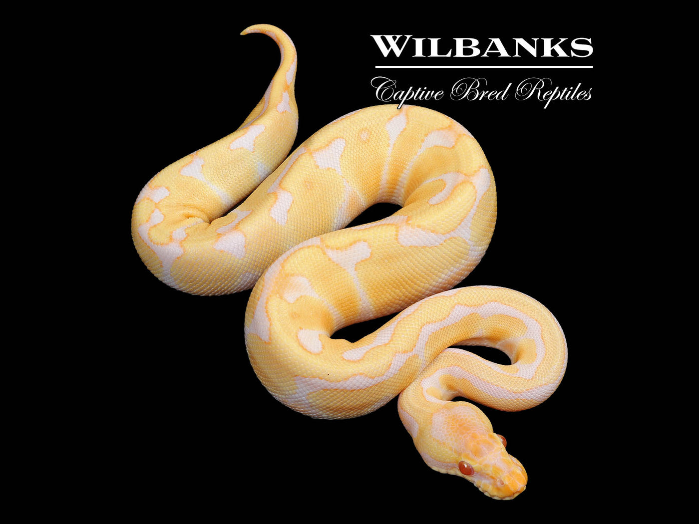 Candino Enchi Ball Python ♂ '24