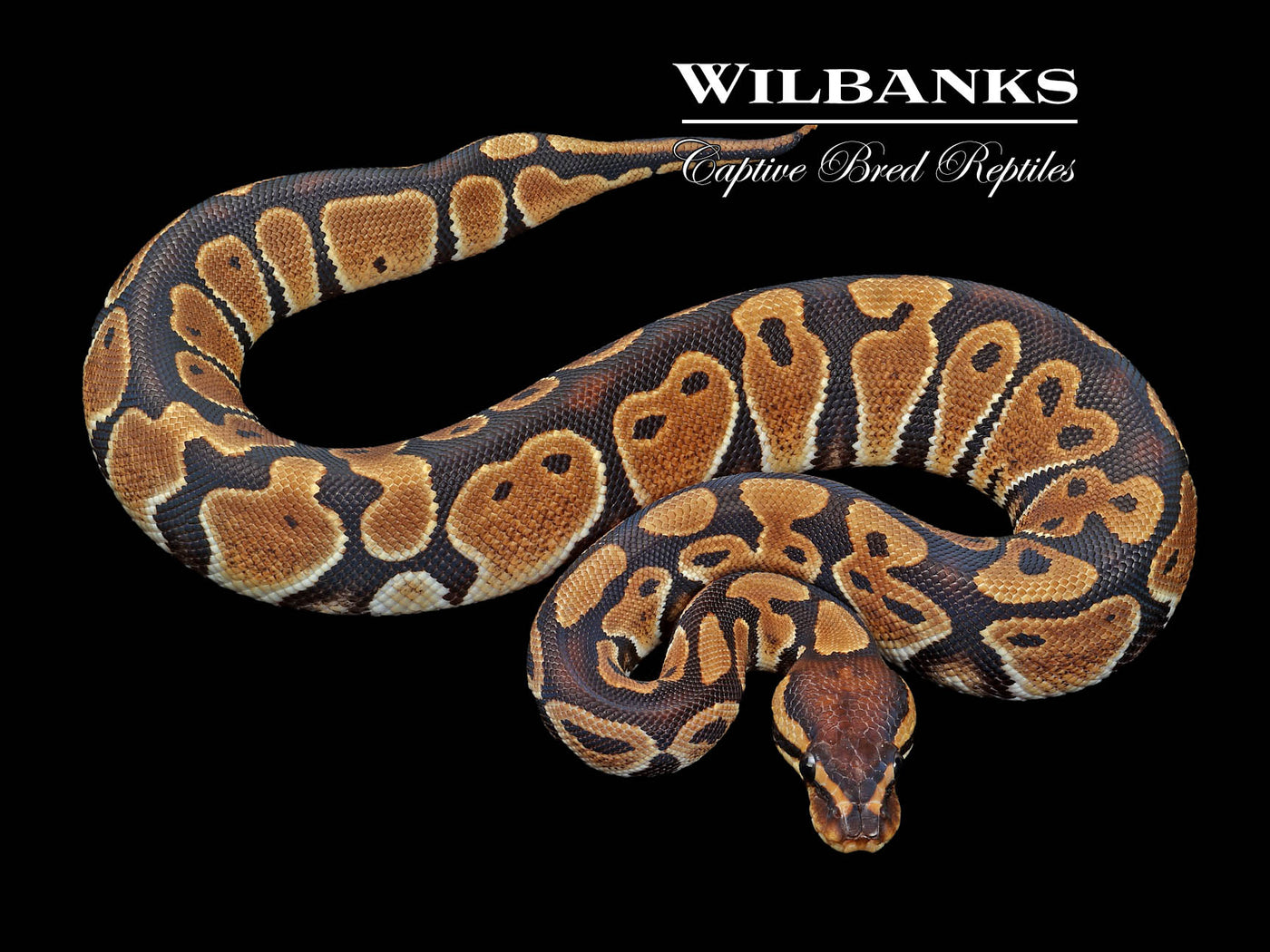 100% DH Albino Clown Ball Python ♀ '24