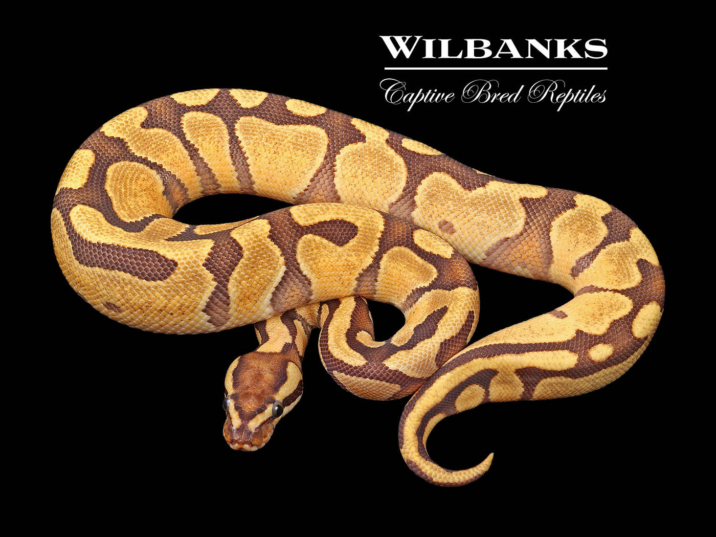 Fire Enchi 100% Het. Clown Ball Python ♂ '24