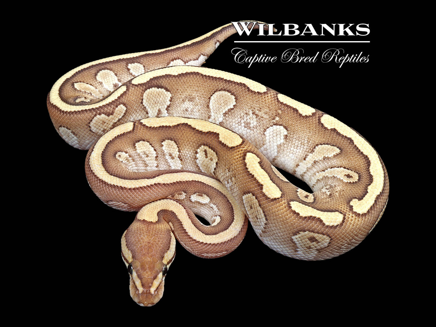 Red Stripe Fire Mojave 100% Het. Clown Ball Python ♂ '24