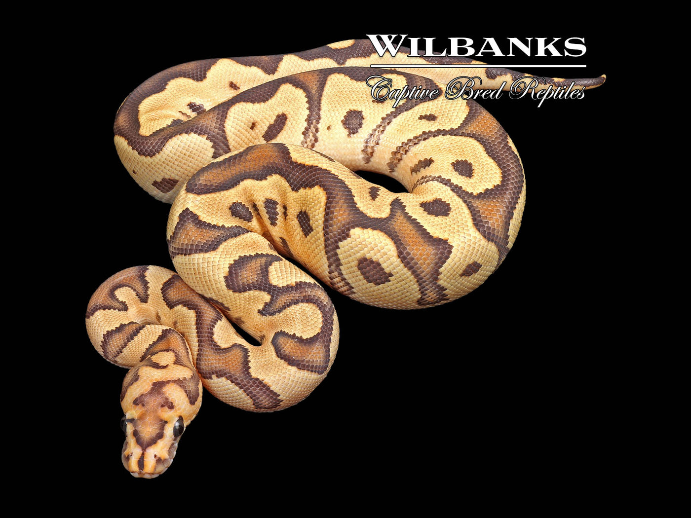 Fire Clown Ball Python ♂ '24