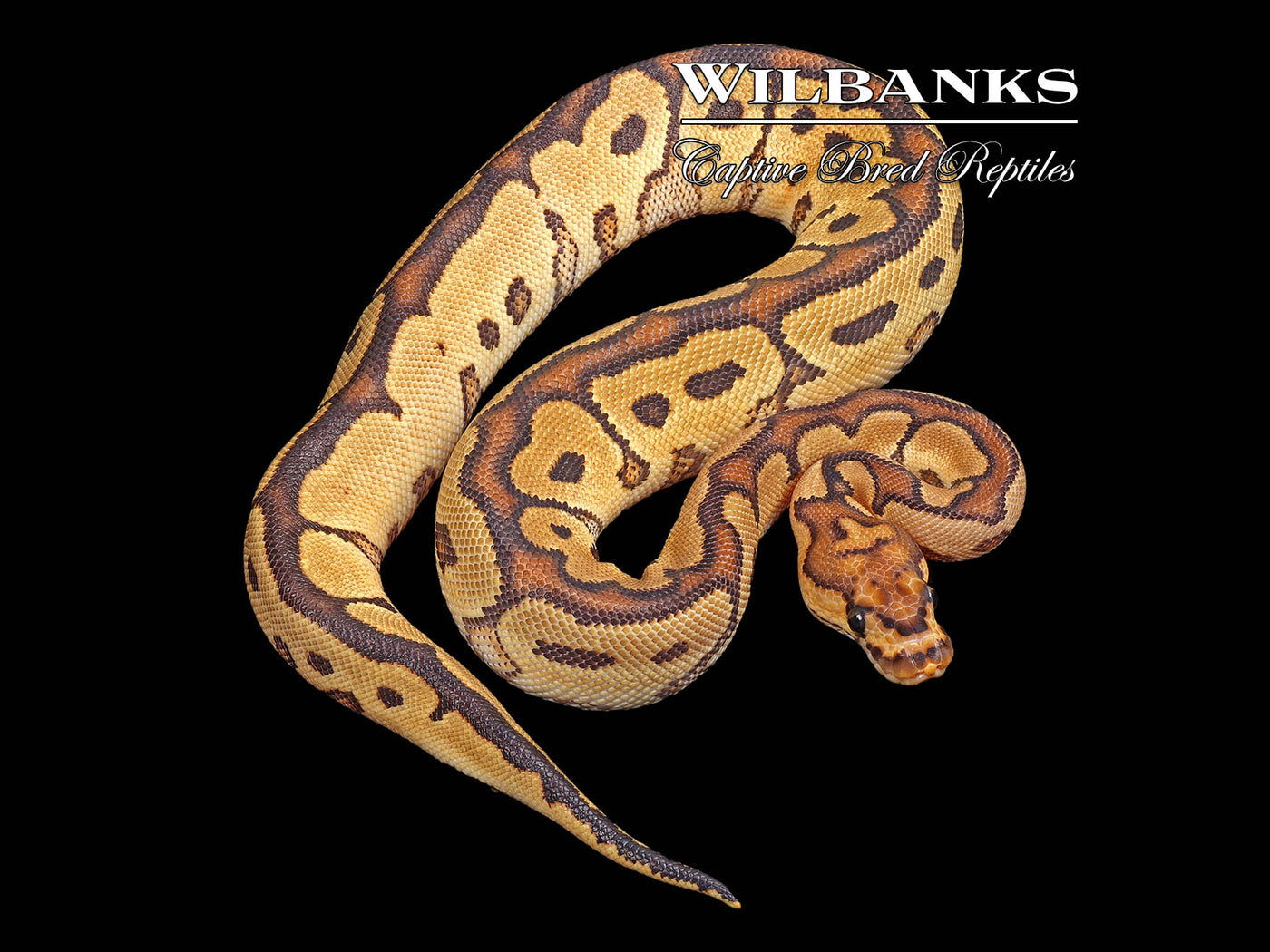 Yellow Belly or Gravel Clown Ball Python ♀ '24