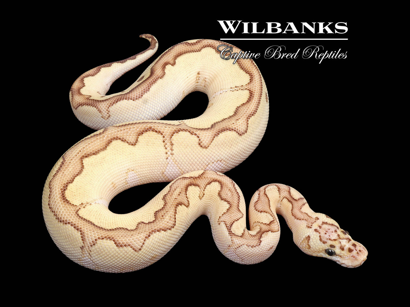 Pastel Butter Blade Clown Ball Python ♀ '24